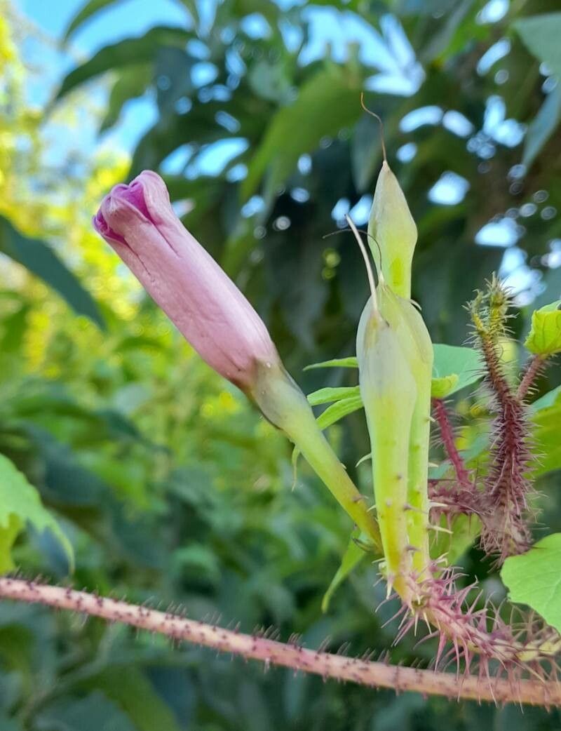 Ipomoea setosa flower