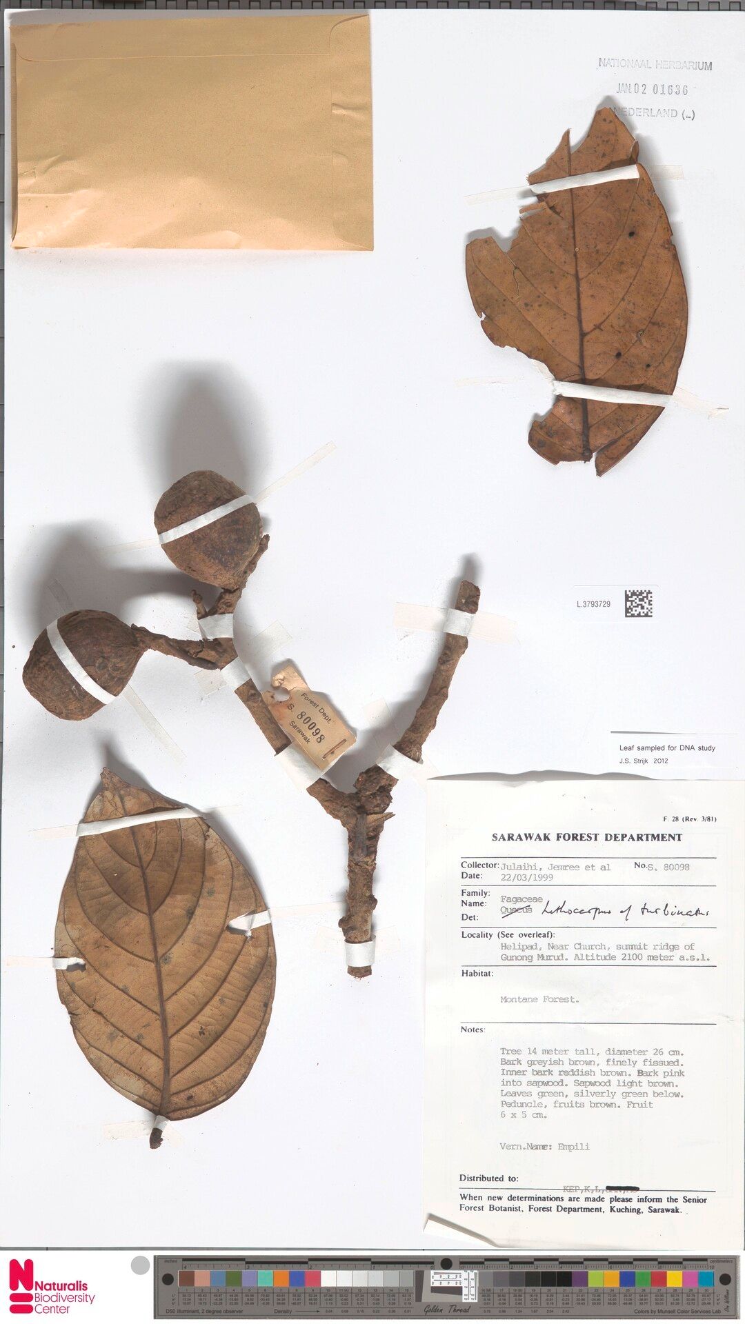 Lithocarpus turbinatus — search result for 'Lithocarpus'