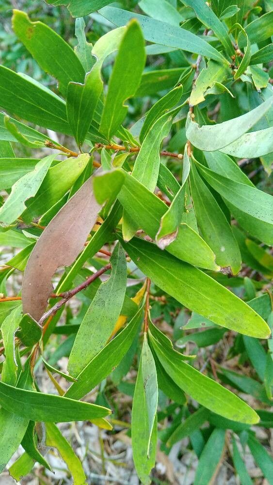 Hakea eriantha — search result for 'Hakea'