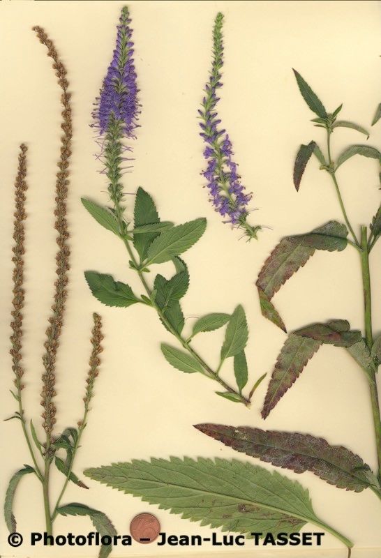 Veronica x sooiana other