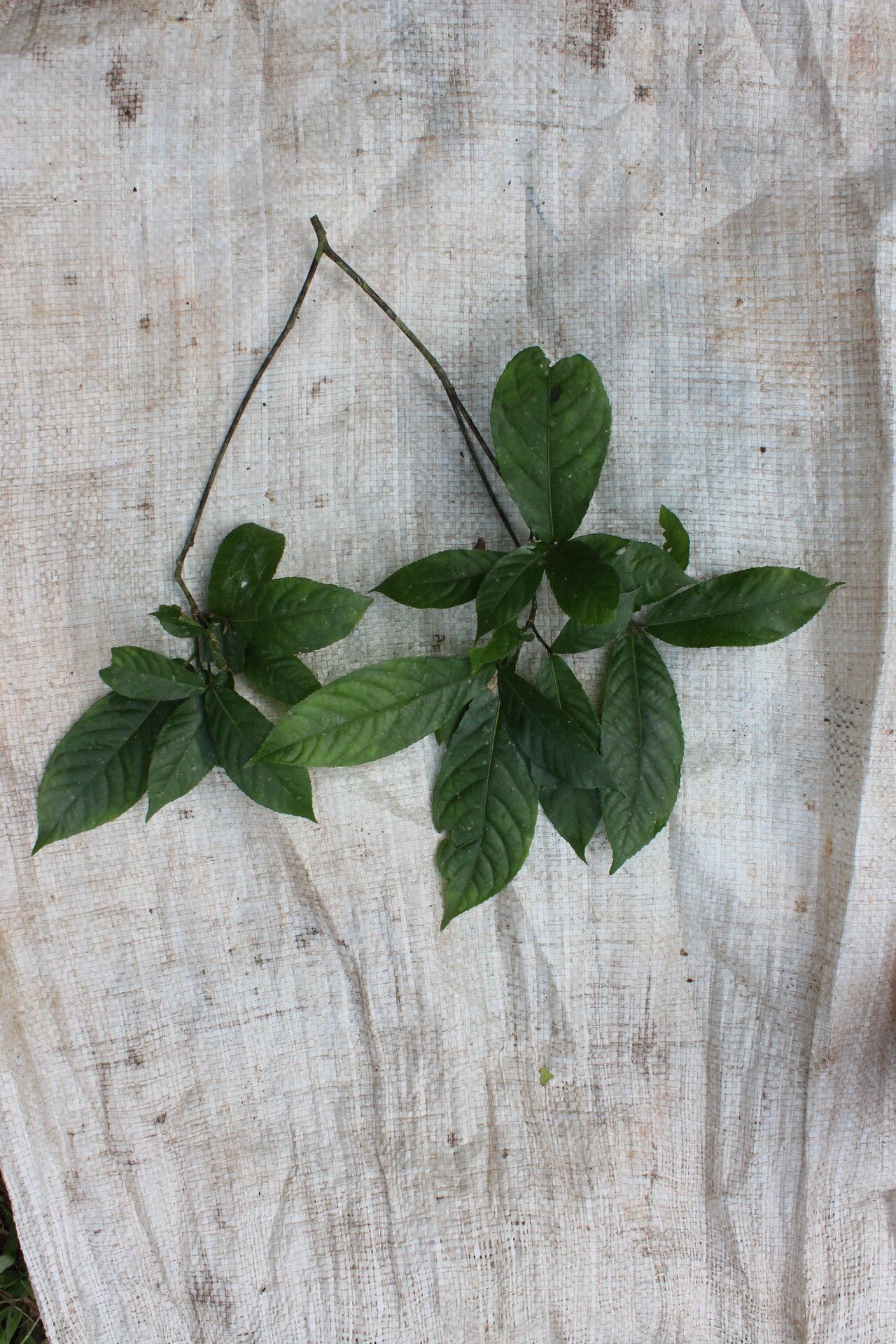 Rinorea dentata habit
