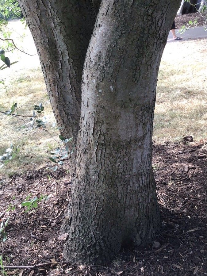 Zelkova abelicea bark