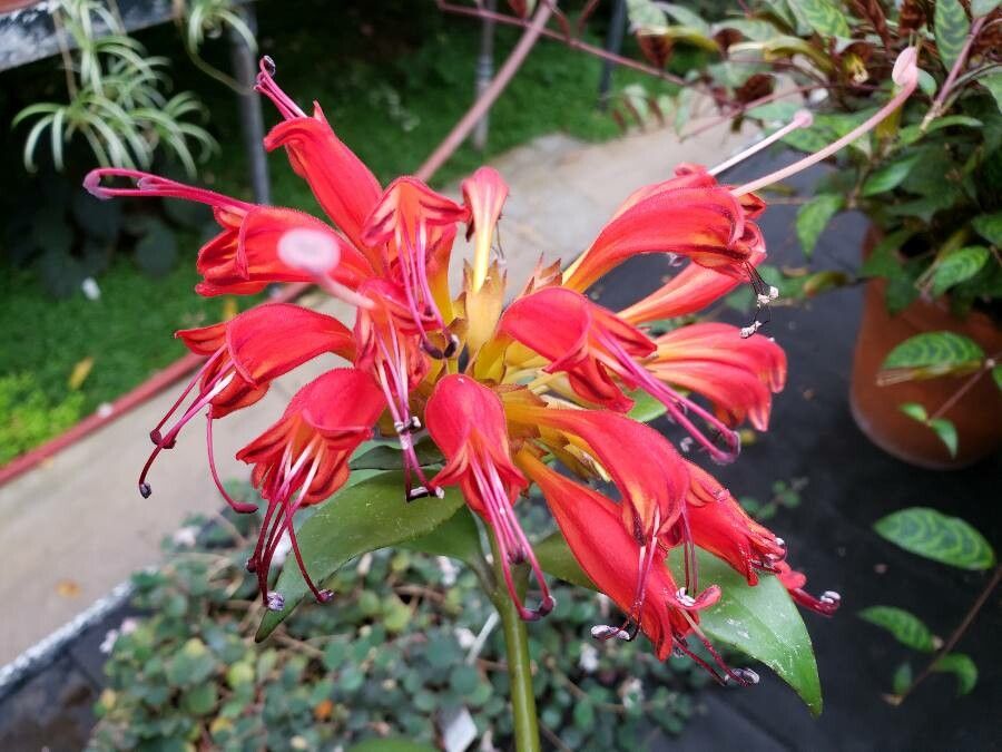 Aeschynanthus everettianus flower