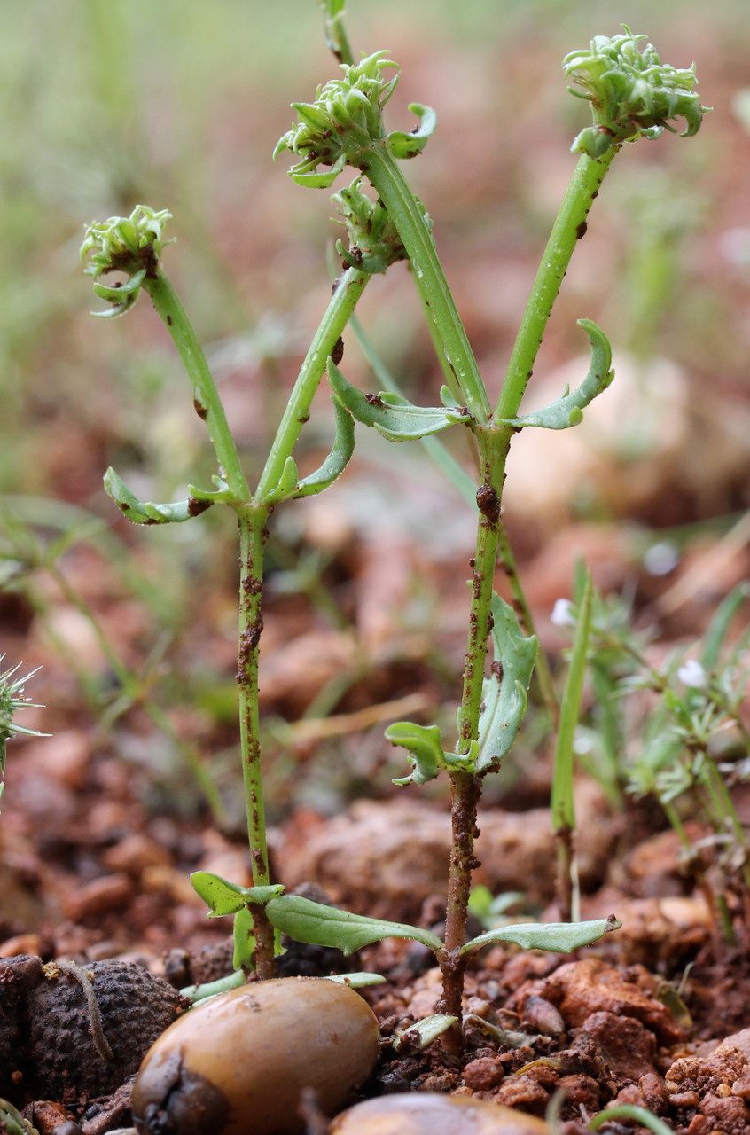 Valerianella echinata habit