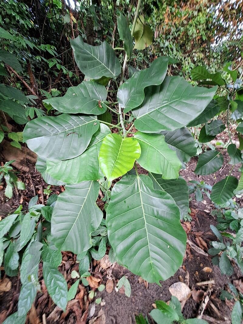 Ficus bubu leaf