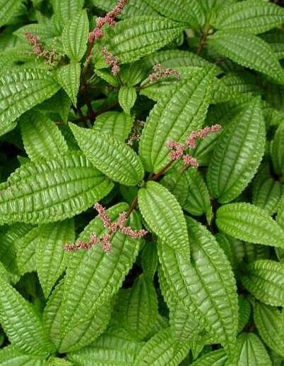 Pilea crassifolia habit