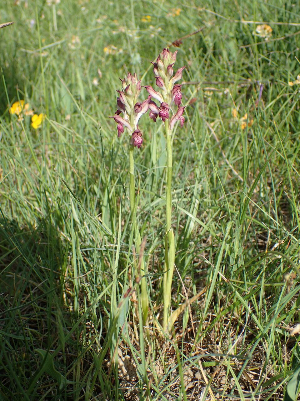 Anacamptis fragrans habit