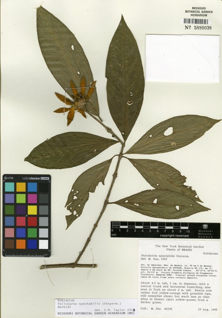 Palicourea spectabilis other