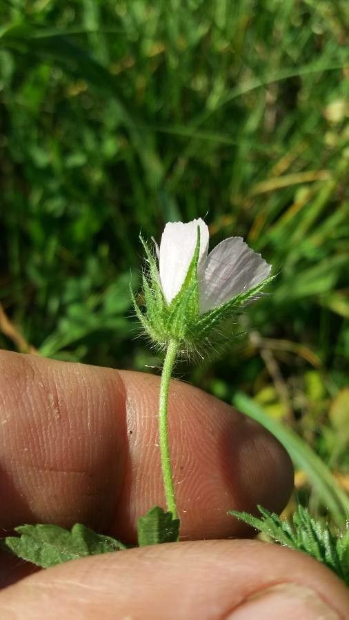 Malva setigera flower