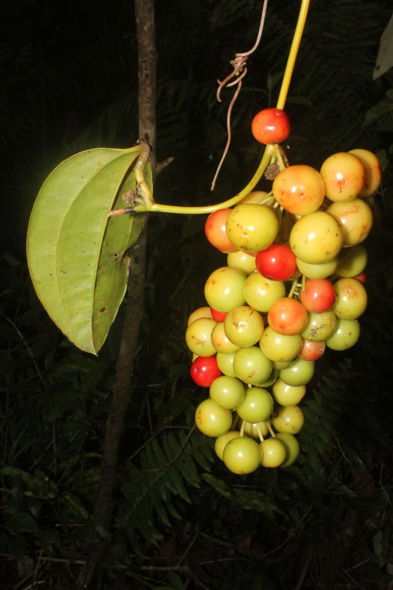 Smilax purhampuy fruit