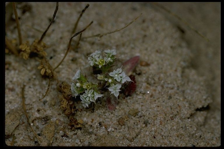 Chorizanthe diffusa — houseplant care guide