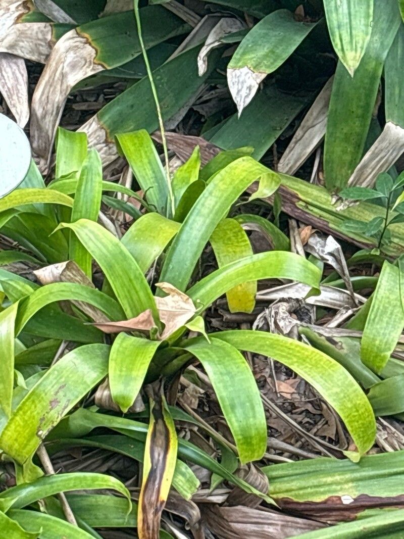 Werauhia viridiflora — houseplant care guide