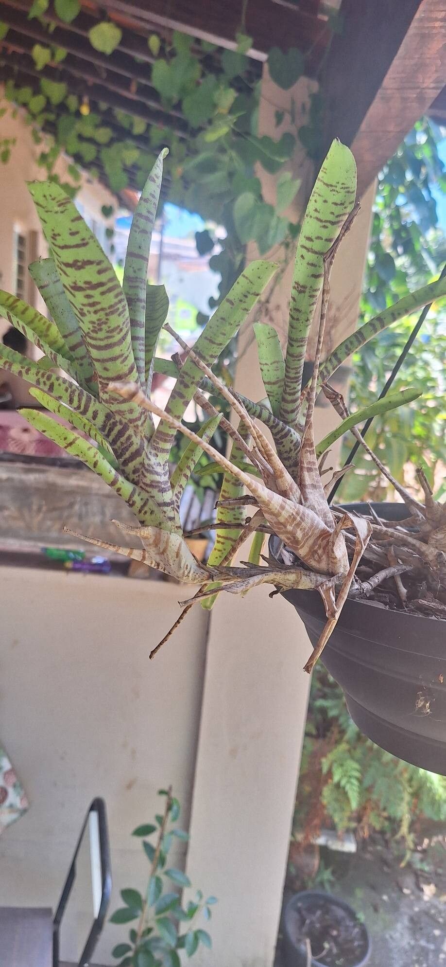 Neoregelia tigrina habit