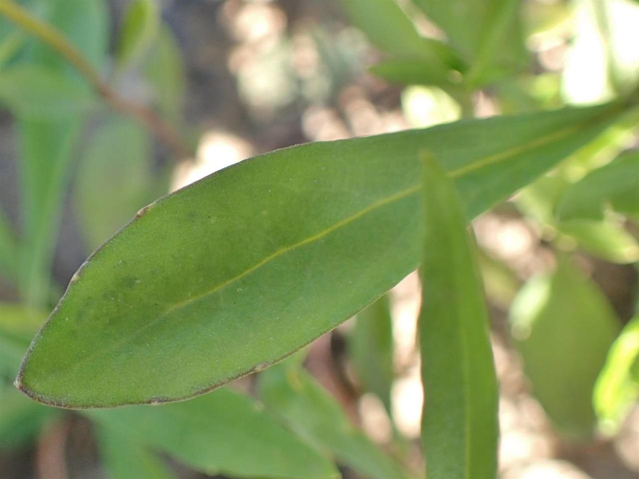 Iberis umbellata — search result for 'Brassicaceae'
