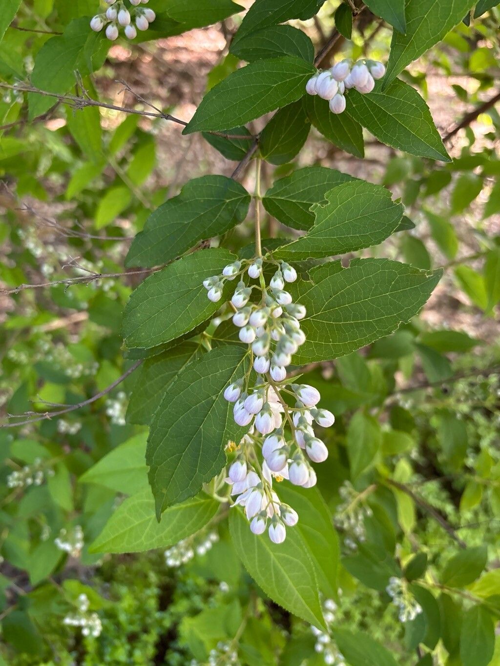 Deutzia longifolia — search result for 'Deutzia'