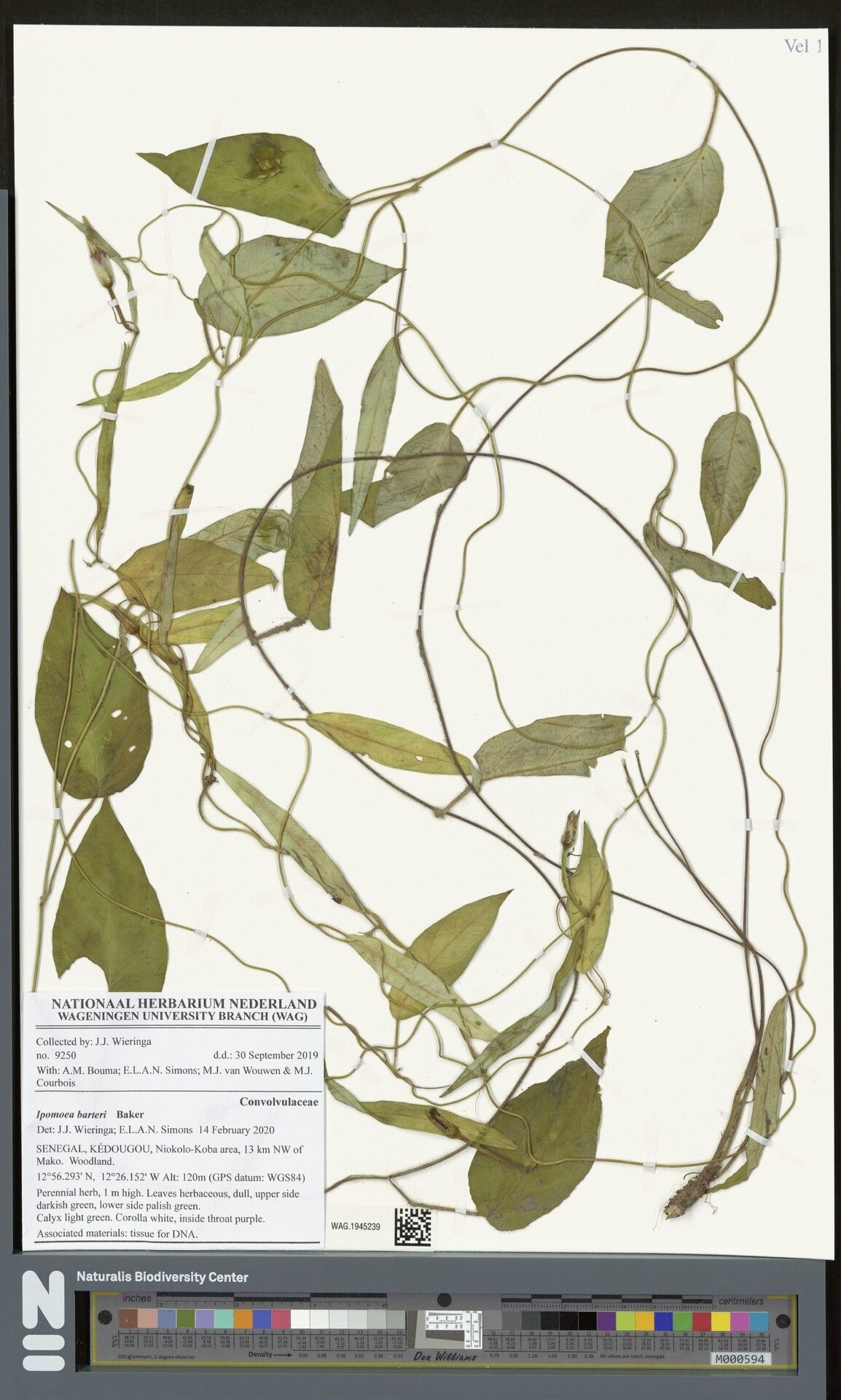 Ipomoea barteri — houseplant care guide