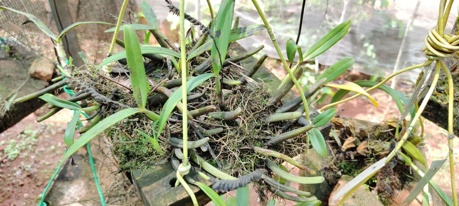 Bulbophyllum cochleatum habit