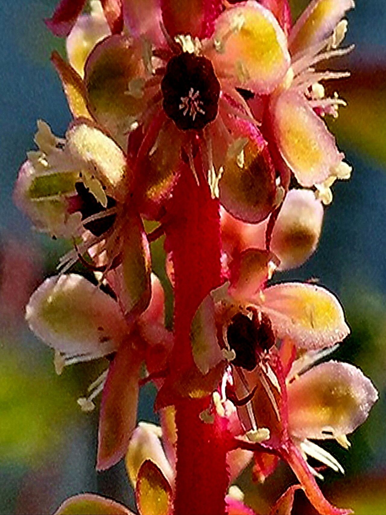 Phytolacca heterotepala — houseplant care guide