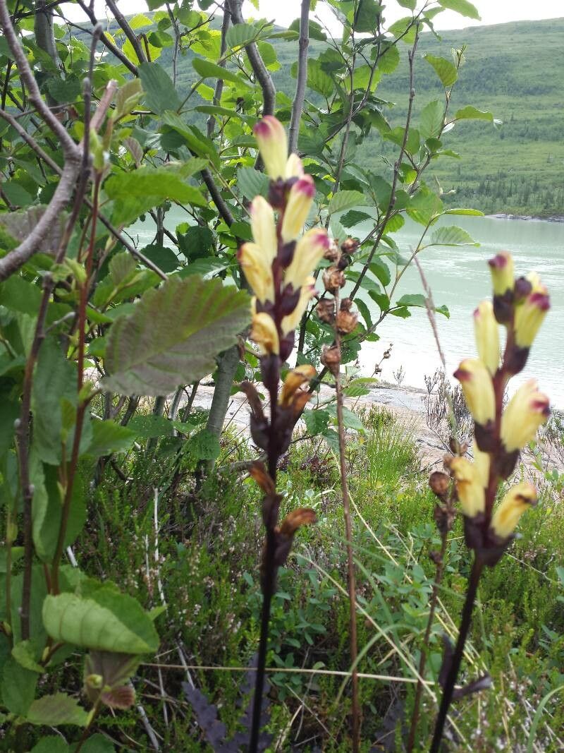 Pedicularis sceptrum-carolinum bark