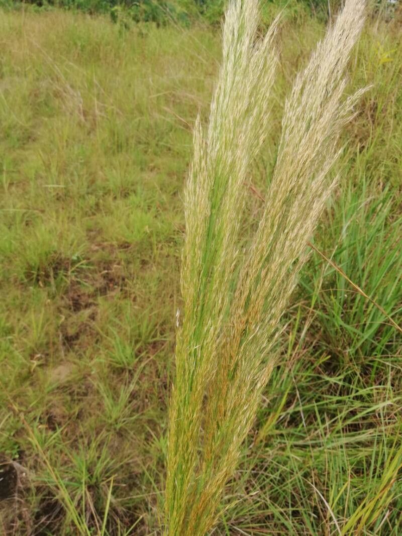 Loudetia phragmitoides — houseplant care guide