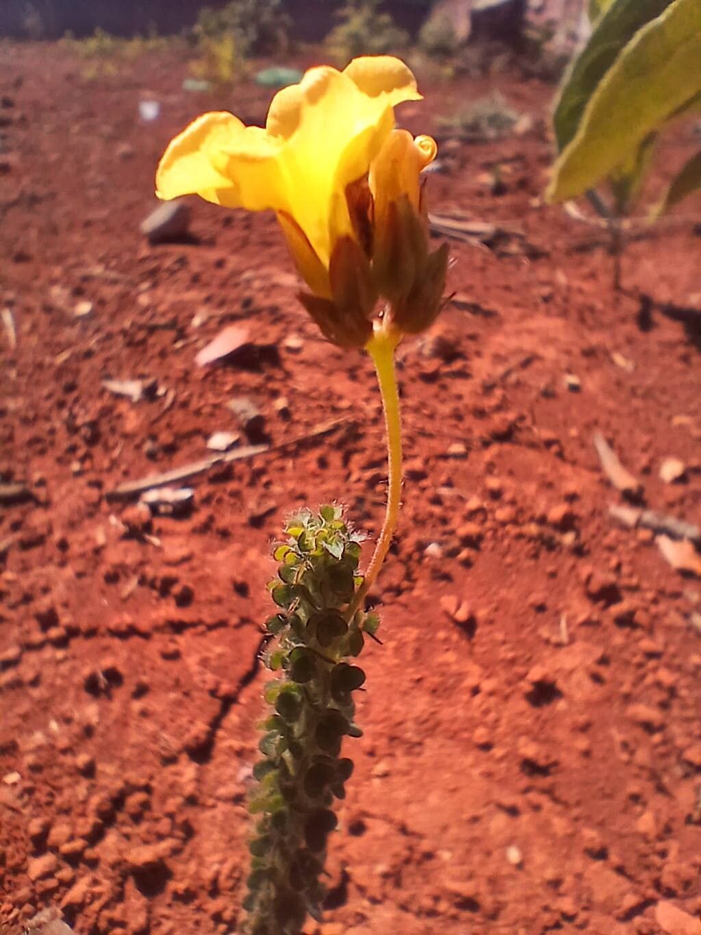 Oxalis densifolia flower