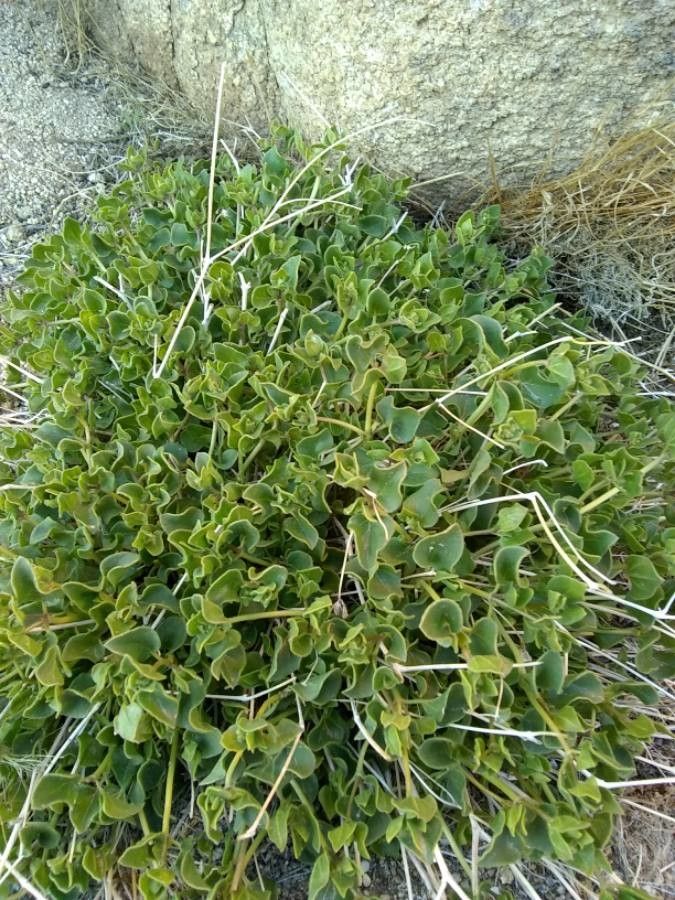 Mirabilis laevis habit