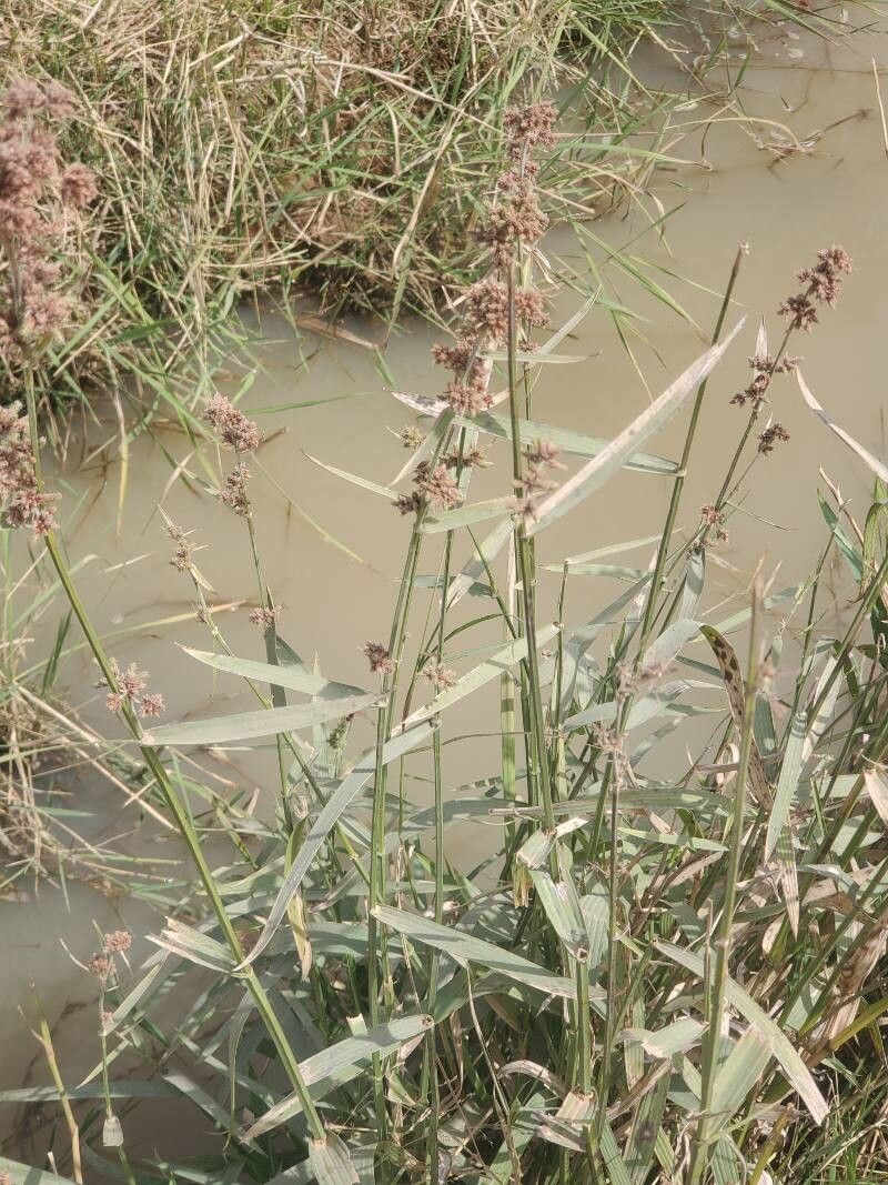 Fuirena umbellata — houseplant care guide