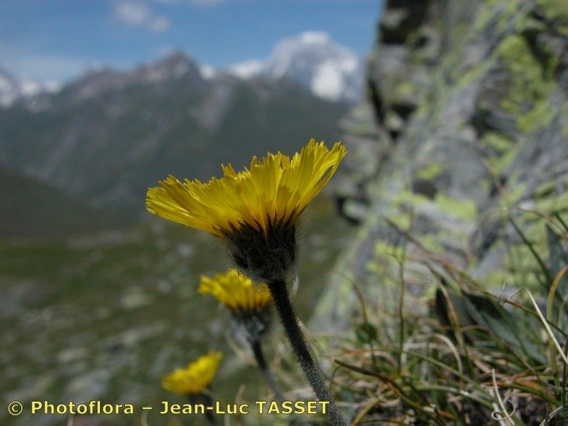 Hieracium glanduliferum — houseplant care guide