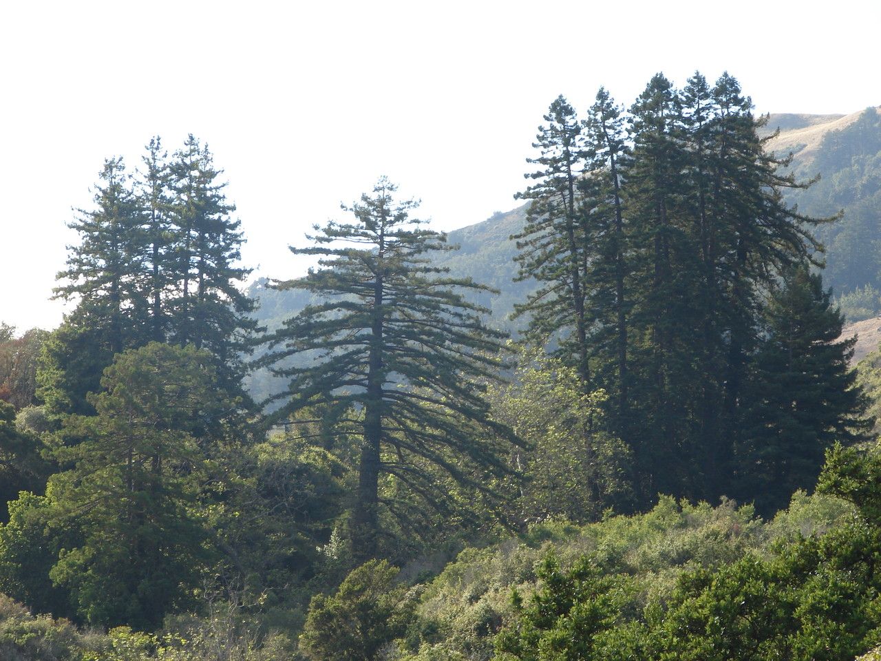 Pseudotsuga macrocarpa
