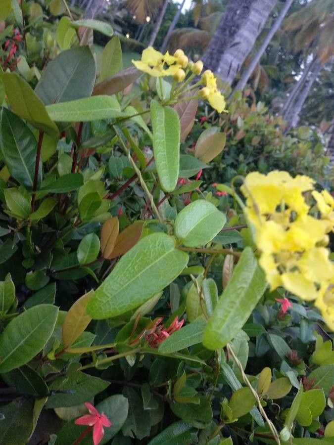 Stigmaphyllon diversifolium leaf