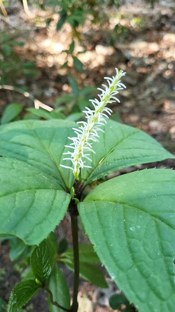 Chloranthus henryi flower