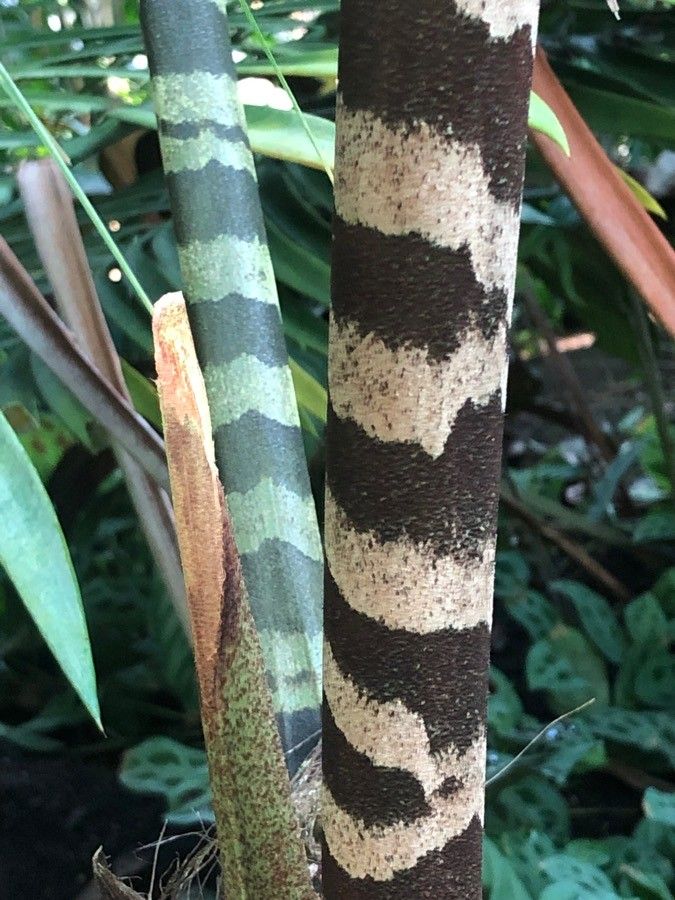 Caryota zebrina bark