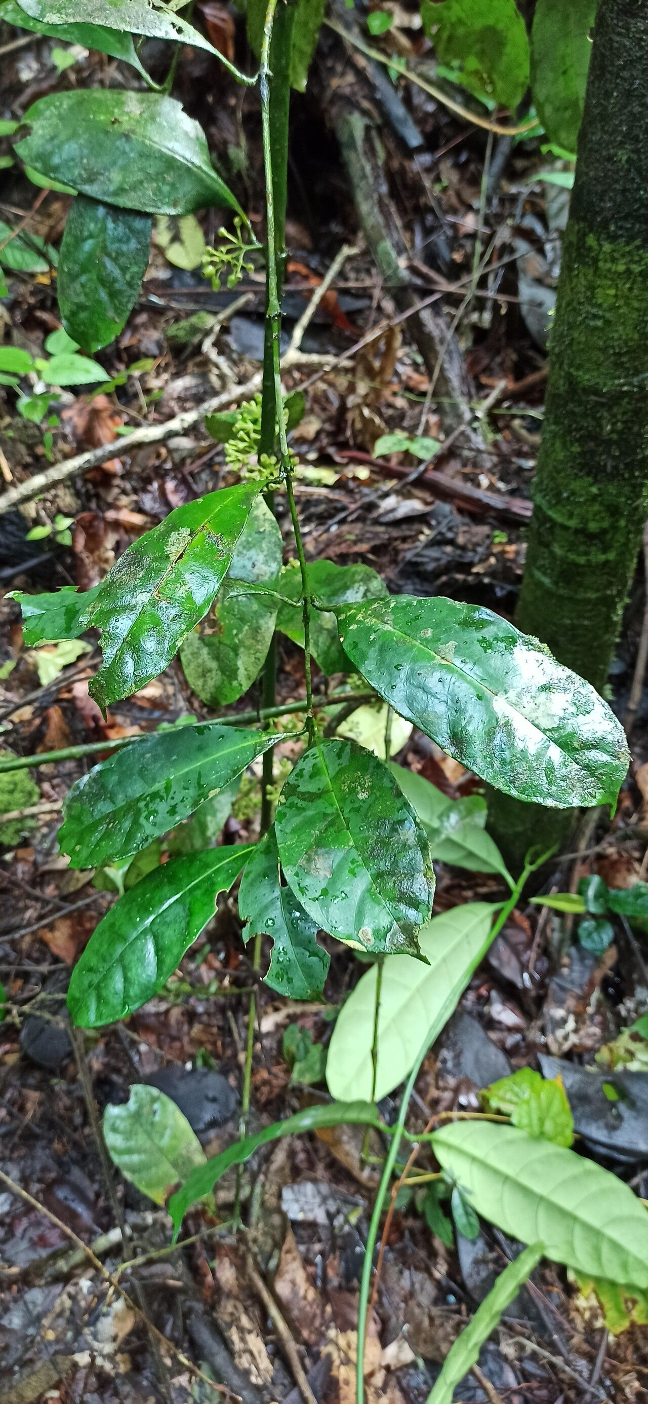 Pauridiantha arcuata leaf