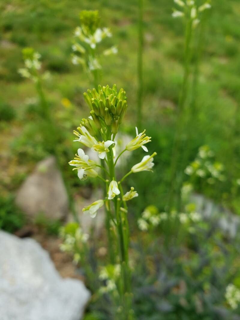 Turritis glabra flower