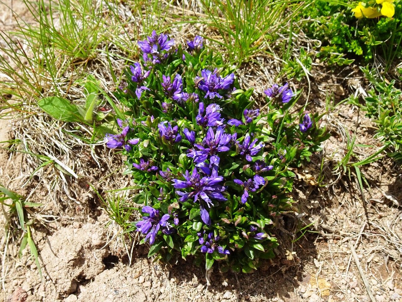 Polygala alpestris habit