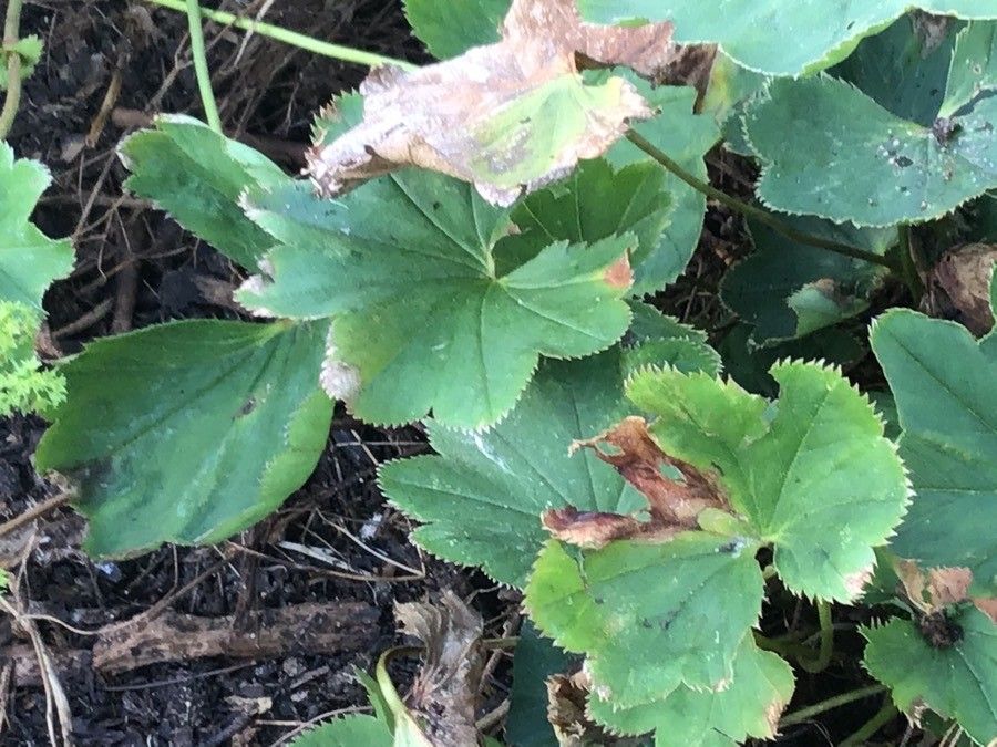 Alchemilla murbeckiana — search result for 'Mongolia'