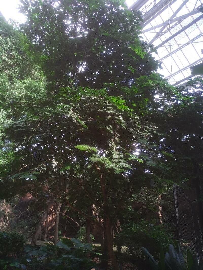 Bulnesia arborea — search result for 'Zygophyllaceae'