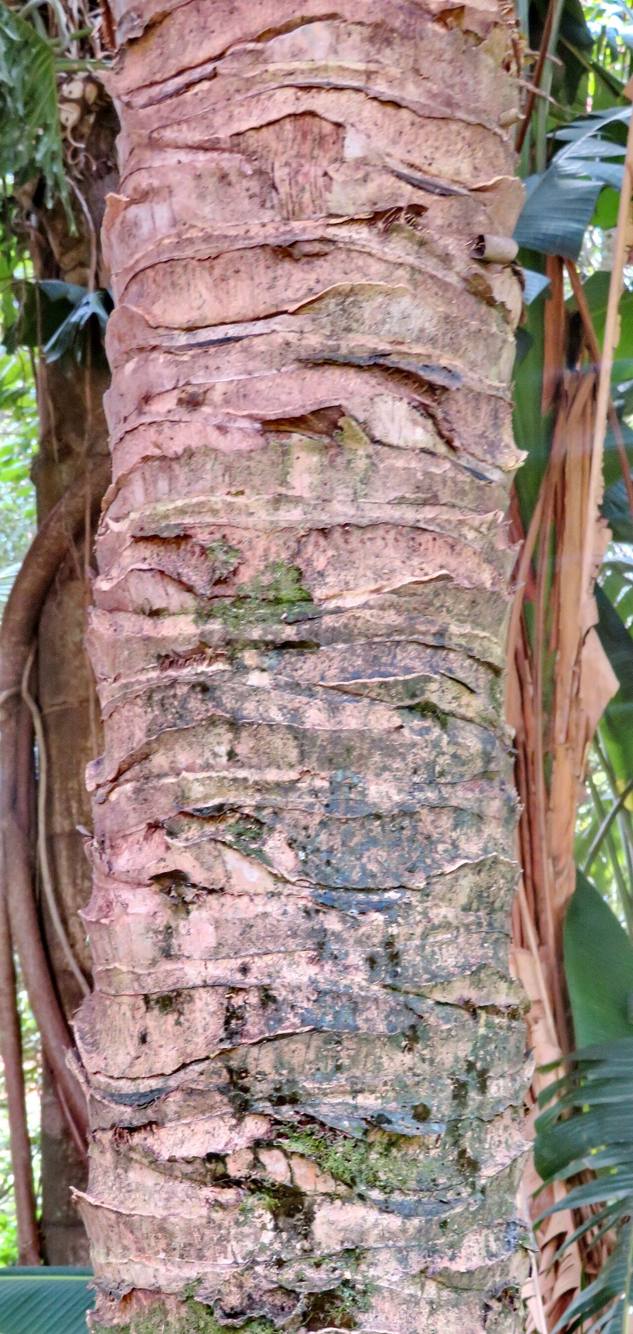 Allagoptera caudescens bark