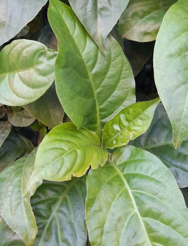 Odontonema tubaeforme