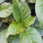 Odontonema tubaeforme