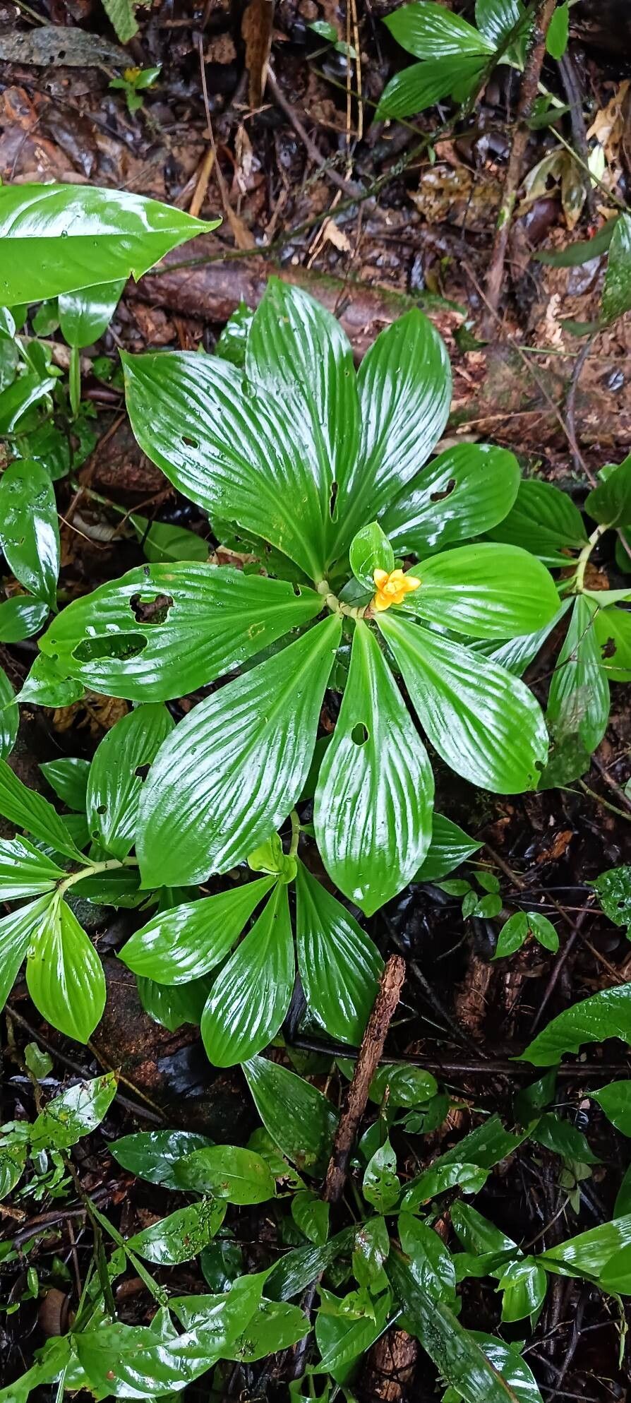Chamaecostus curcumoides flower