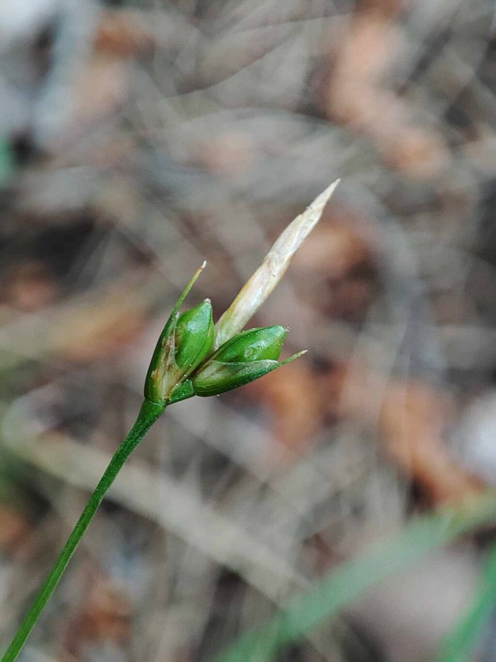 Carex oedipostyla flower