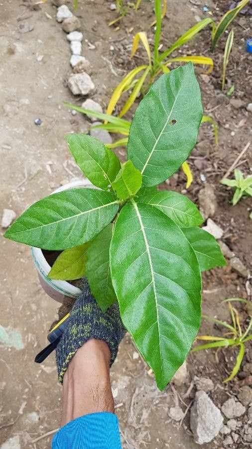 Ficus balete — houseplant care guide