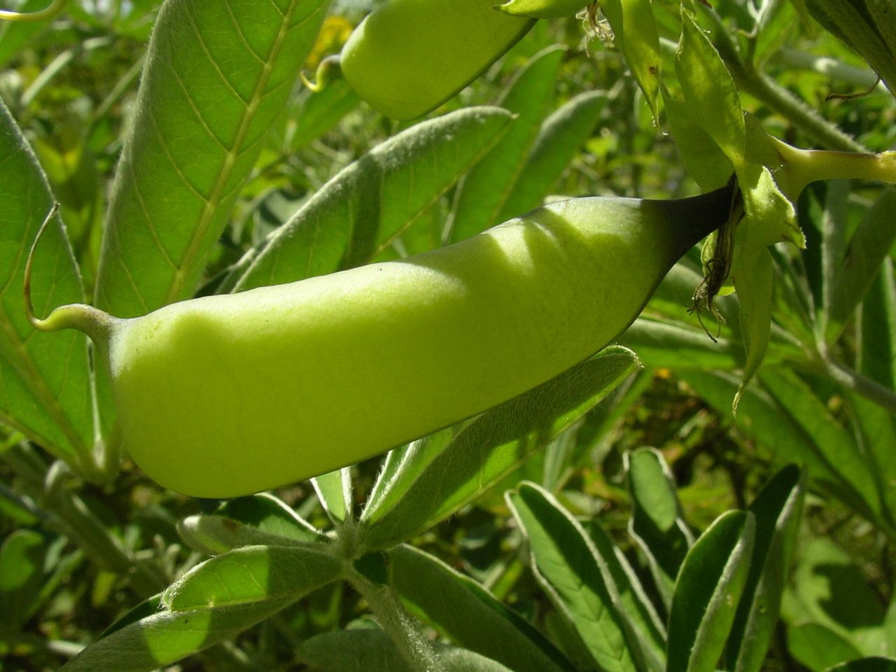 Crotalaria grahamiana fruit