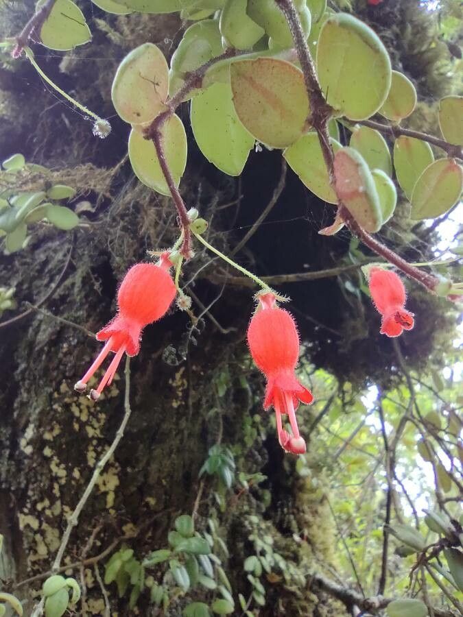 Sarmienta scandens flower