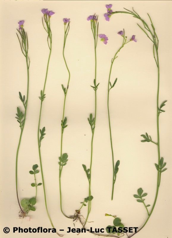 Cardamine crassifolia habit