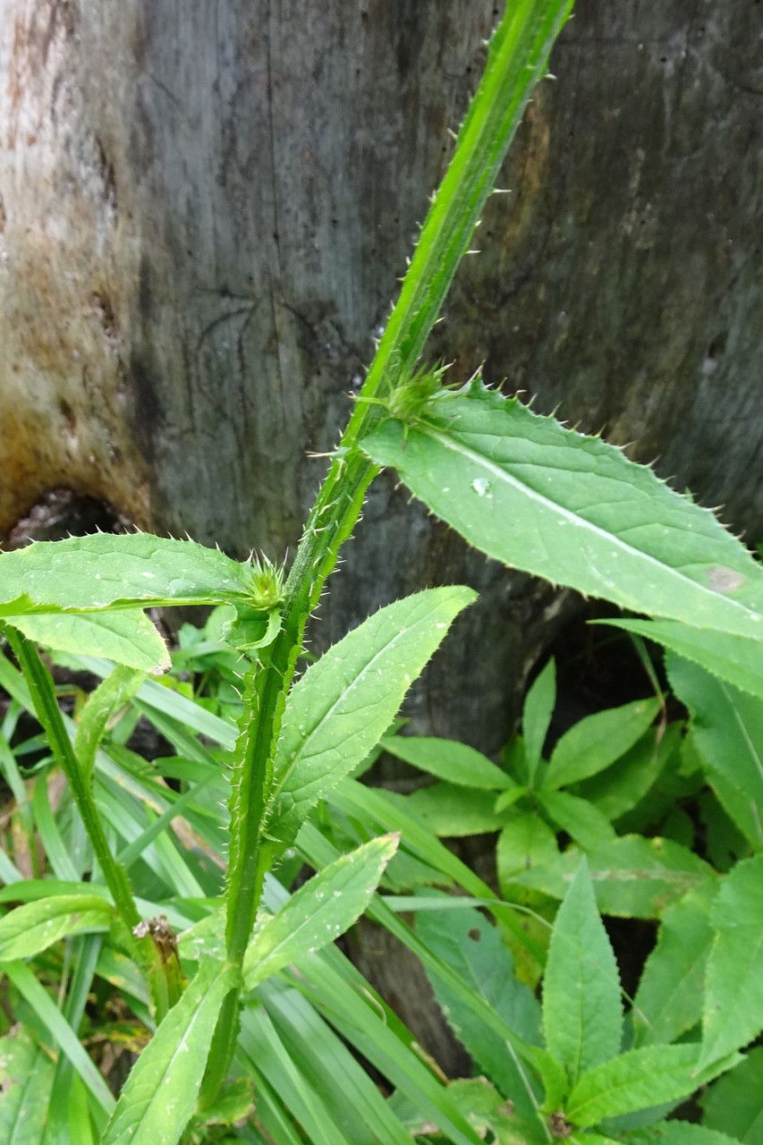 Carduus personata leaf