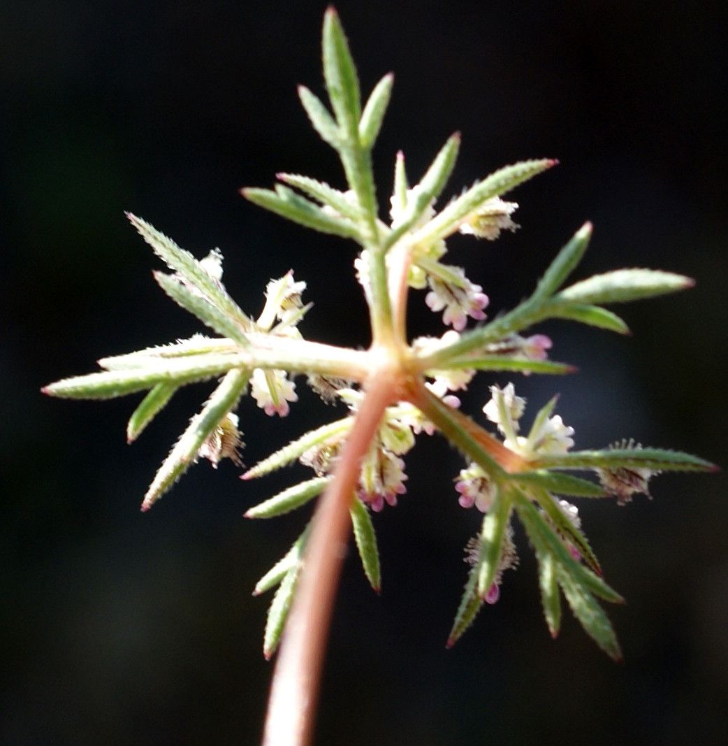 Daucus involucratus flower