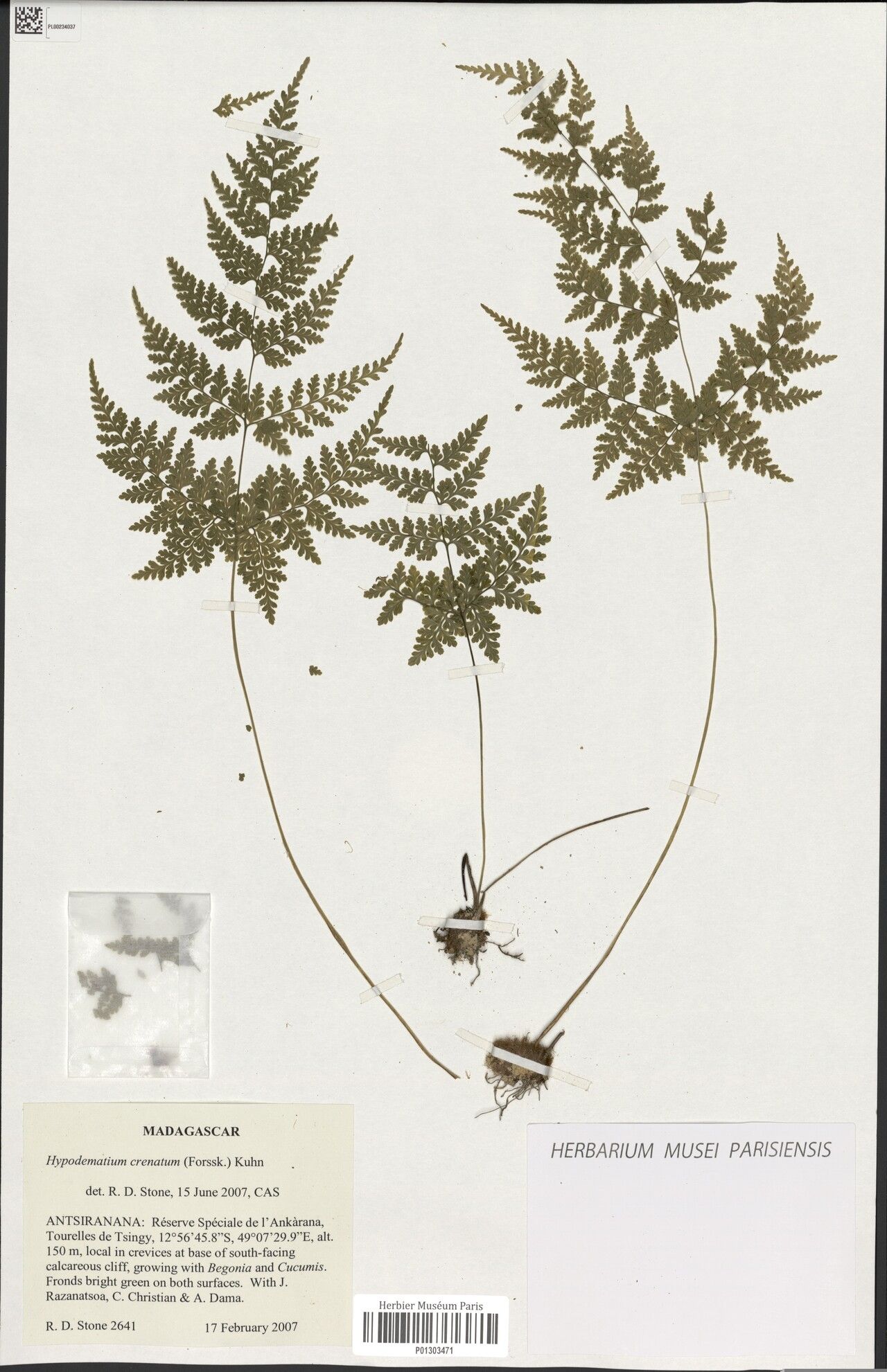 Hypodematium delicatulum — related species from the same genus