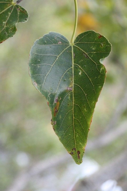 Dombeya populnea leaf